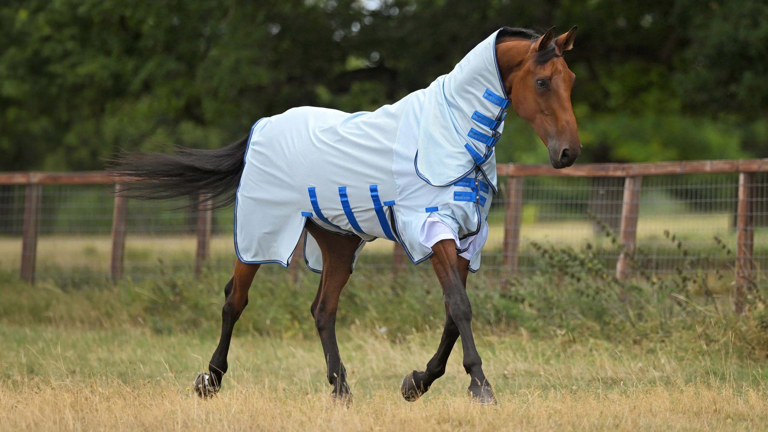 Elevate Your Equestrian Performance